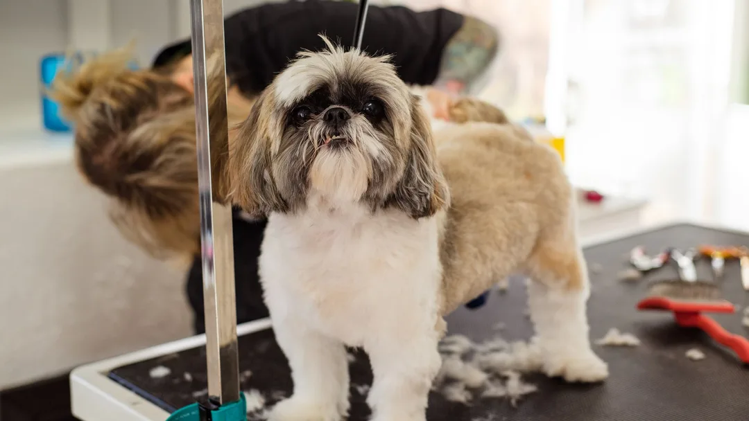Shih-tzu recebendo tosa e cuidados num petshop